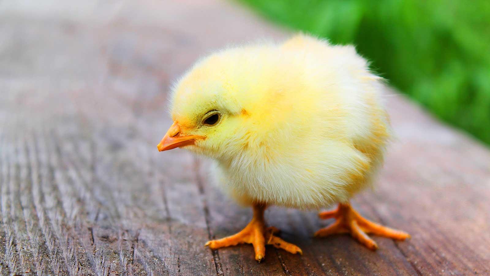 come-nascono-i-pulcini-di-gallina-it-000.jpg